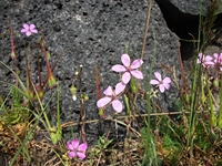 Rifugio Pianobello